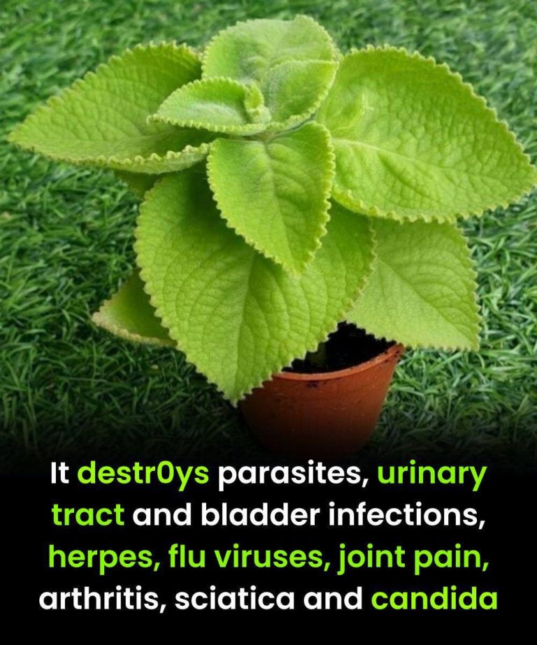 The most powerful plant that destr0ys parasites, urinary tract and bladder infections, herpes and flu viruses.. See more in 1st comment