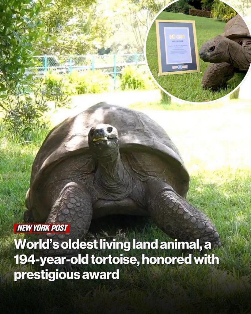 World News World’s oldest living land animal, a 194-year-old tortoise, honored with prestigious award