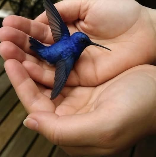 Did You Know That If a Hummingbird Comes to Your Home, It Means Something Special? news!-