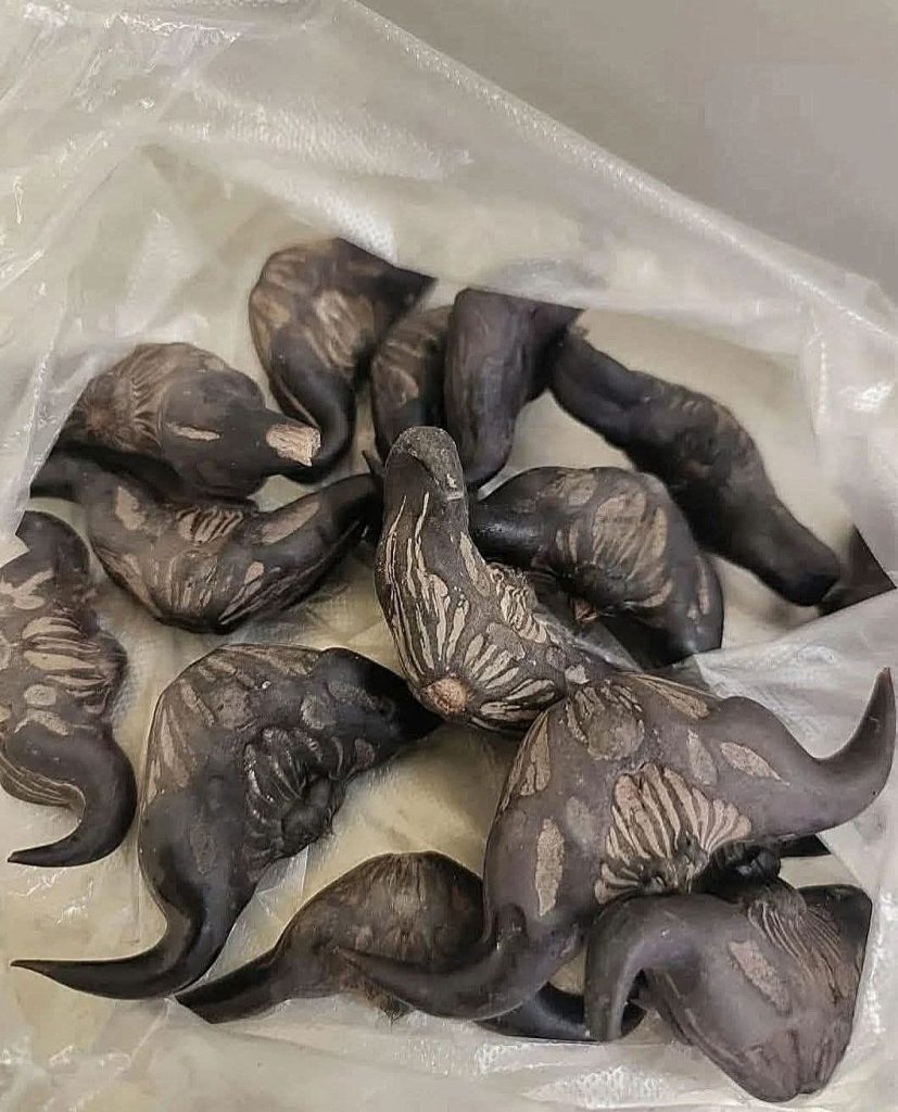 My neighbor gave me a bag of these.anyone know what they are? How do you eat them?